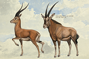 Rare! Meinhold Zoology Cliparts, an Object Graphic by Lilithcollageart (Thumbnail 6 of 11)