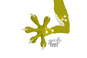 Gecko feet. Reptile lizard animal