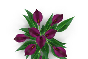 Calla Lily Burgundy