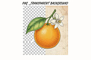 Botanical Orange Illustration, a Food Illustration by 3d_model_tifotizi (Thumbnail 2 of 4)