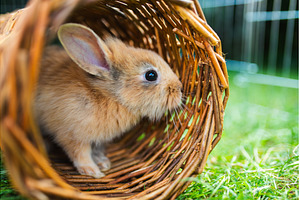 Cute bunny fluffy rabbit, Adorable, an Animal Photo by MadPhotos