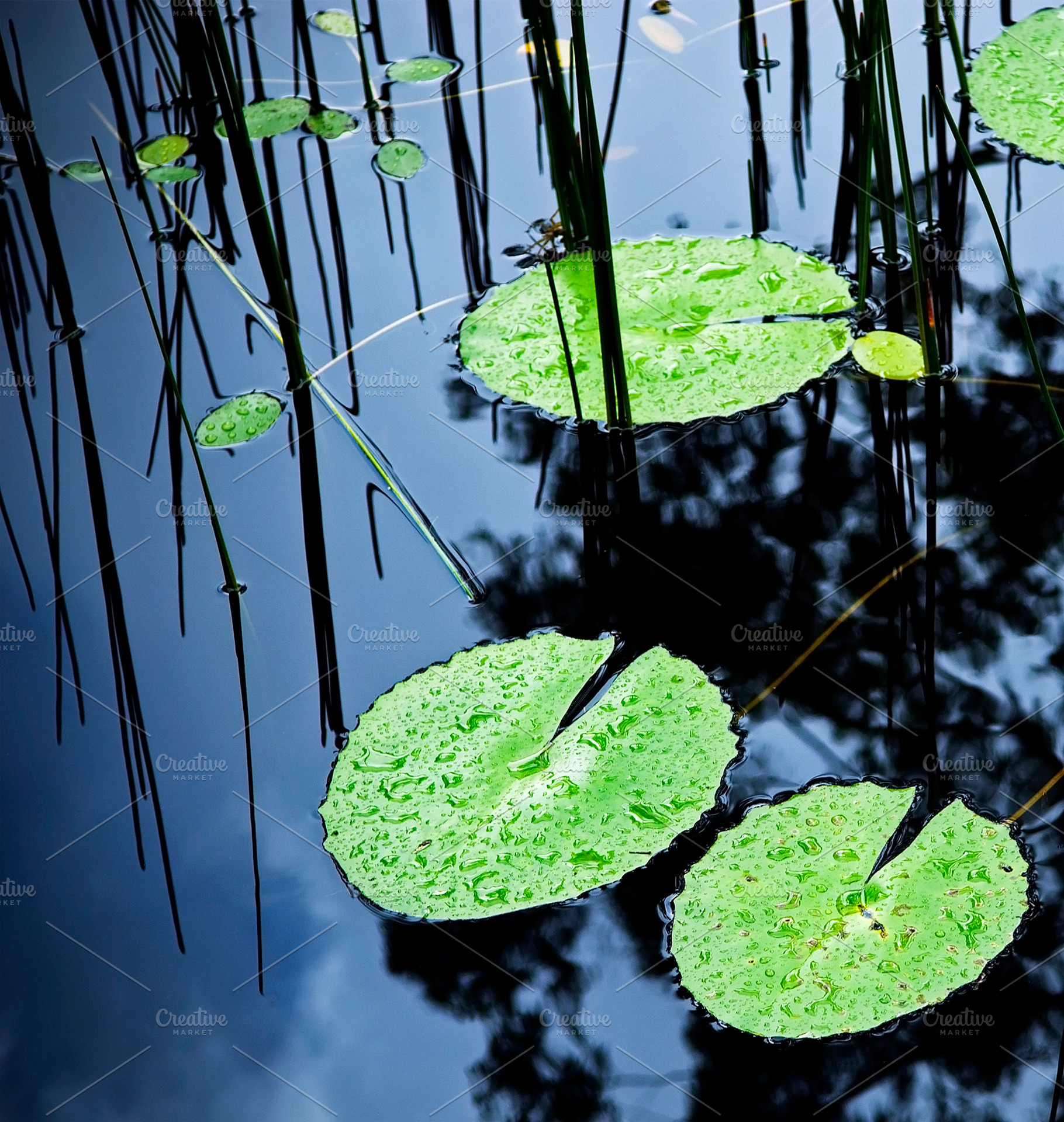 Lilly Pad Pond, a Nature Photo by THP Creative