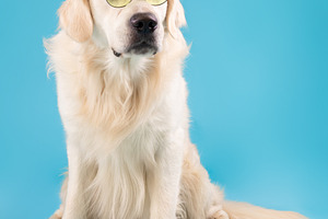 Portrait of cute healthy dog posing at blue studio wall, a Photo by Prostock-Studio
