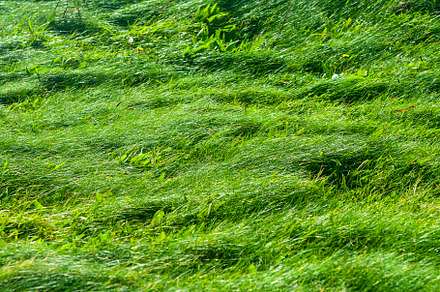 Grassy Pasture Field Background