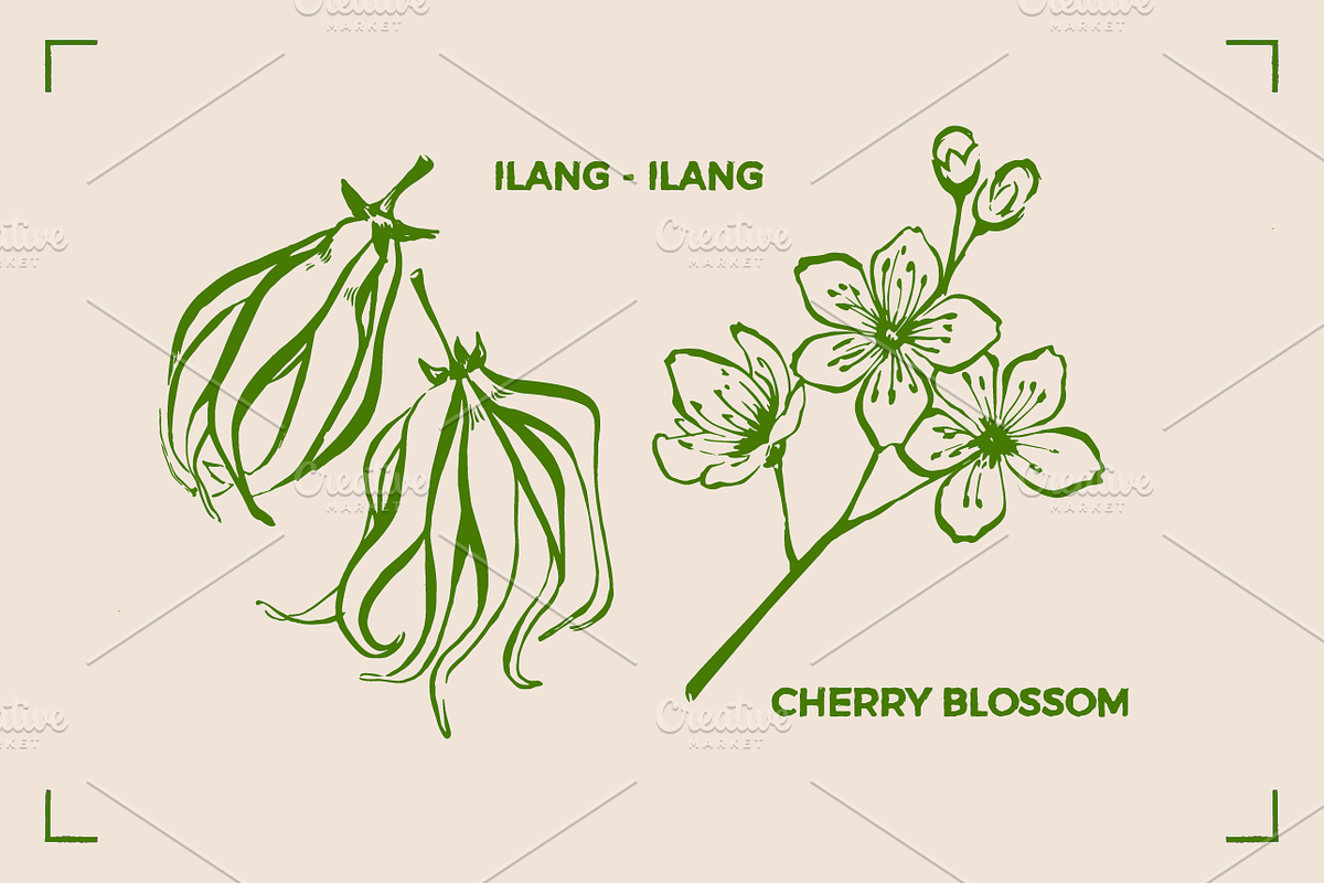 AROMATHERAPY (26 illustrations), a Healthcare Illustration by Bonfloret Studio (Photo 10 of 11)