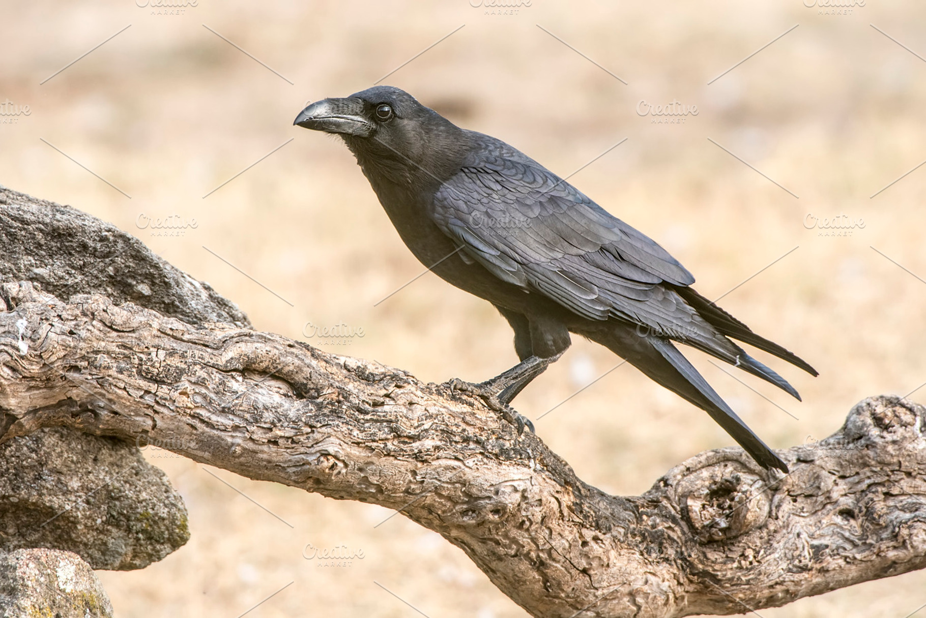 Raven featuring corvus, raven, and animal, an Animal Photo by Nat