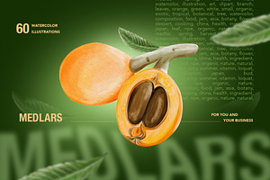 Loquat watercolor clip art