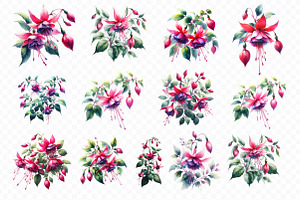 Watercolor Fuchsia Flowers Clipart