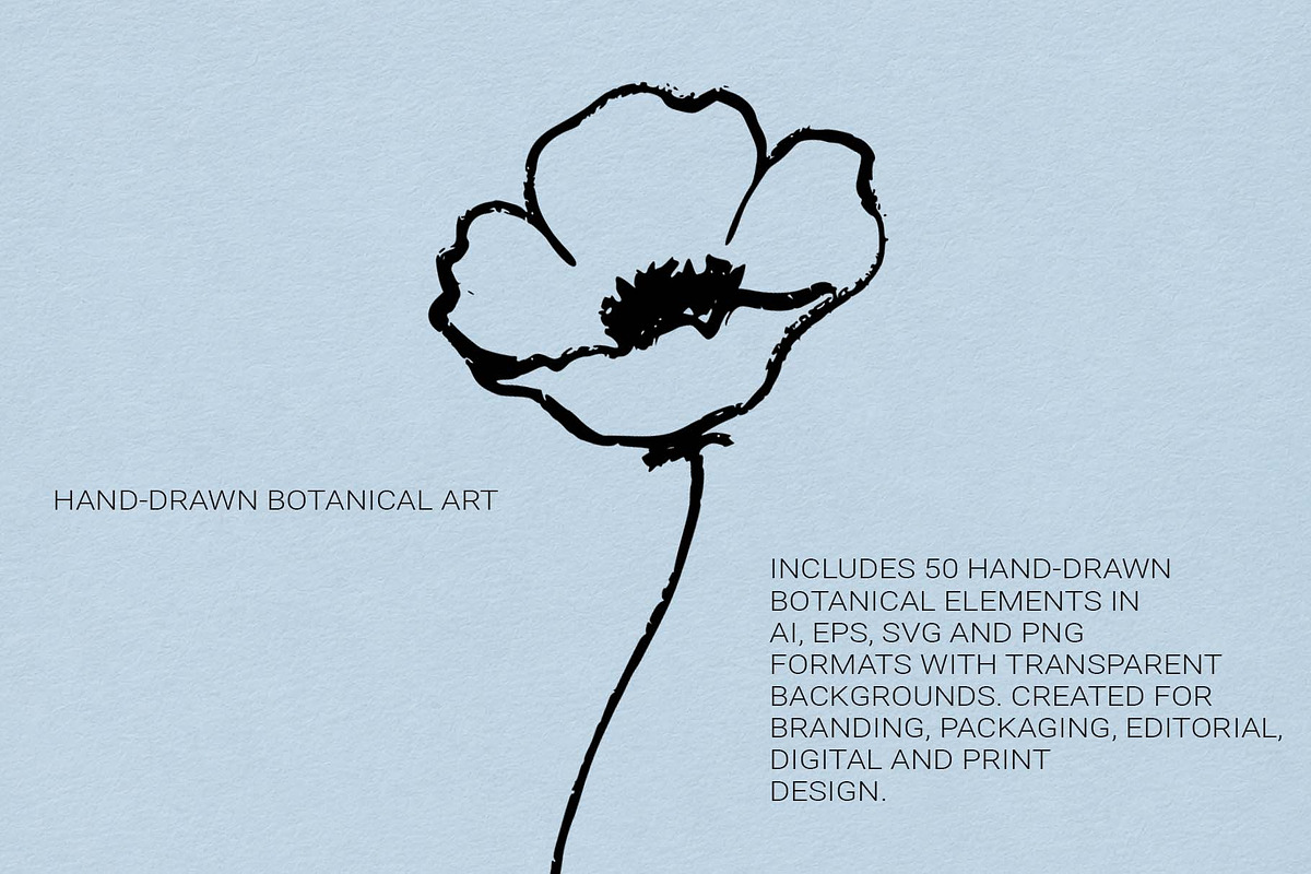 Hand Drawn Ink Botanical Elements, a Decorative Illustration by Irina Ostapenko (Photo 3 of 10)
