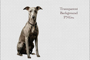 Grey Whippet Dog Portrait, an Animal Photo by VetalStock (Thumbnail 1 of 2)