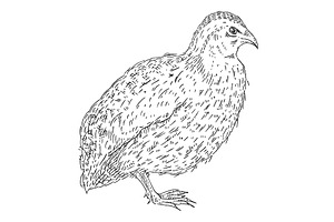 Standing quail. Vintage vector, an Animal Illustration by MoreVector