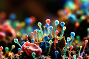 52 Fictional Microscopic Organisms, an Abstract Photo by h.utomo (Thumbnail 25 of 52)