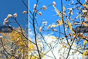 Contrast Adjust Lightroom Presets, a Plug-in Add-On by Contrastly Shop (Thumbnail 5 of 5)