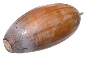 A large, ripe acorn without a cup. The surface is brown and smoo, a Nature Photo by ndanko
