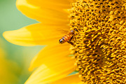 Bee on Sunflower – Bright Yellow Sum, a Nature Photo by Silent Nature (Thumbnail 1 of 5)
