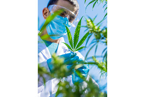 A doctor holding a medical cannabis, a Health & Medical Photo by yanadjana