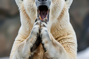 236 surprised animals, an Animal Photo by Handmadefont (Thumbnail 141 of 241)