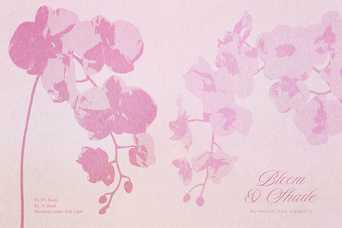 Bloom & Shade Botanical PNG Elements, an Object Graphic by alonahaidash (Photo 2 of 13)