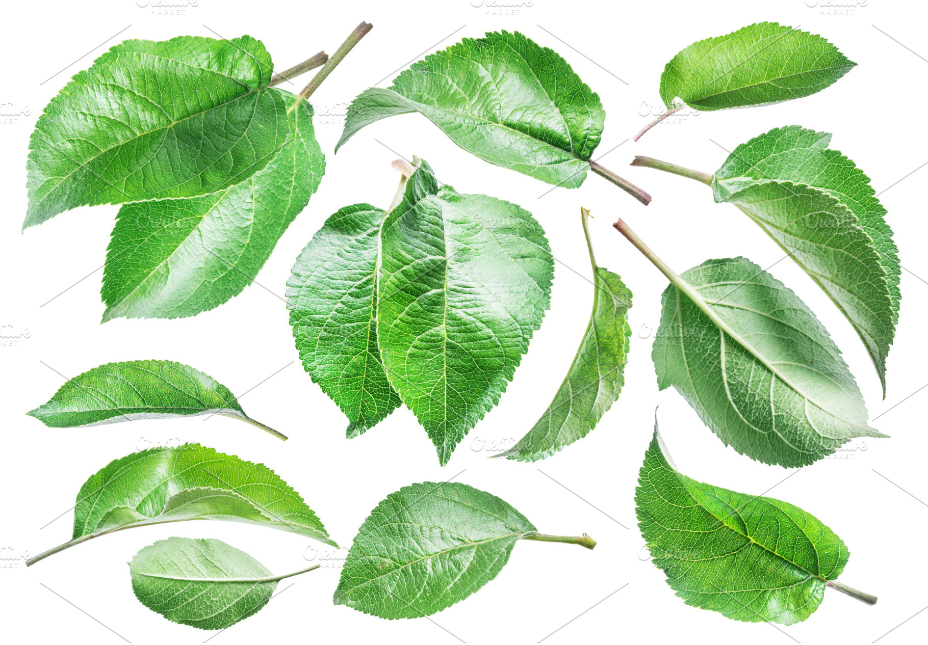 resh green perfect apple leaves, a Nature Photo by Volff