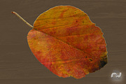 Old Wood, a Texture Graphic by MatildeGraphics (Thumbnail 5 of 7)
