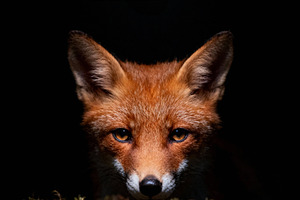 Intense Red Fox Gaze Portrait, an Animal Photo by Virgo Studio