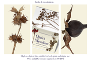 Quiet Meadow — Seed Heads Collection, an Object Graphic by Aga Silva (Thumbnail 5 of 7)