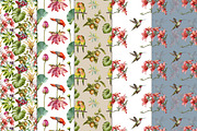 Watercolor tropical birds, an Illustration by IrynaPanashii (Thumbnail 9 of 11)
