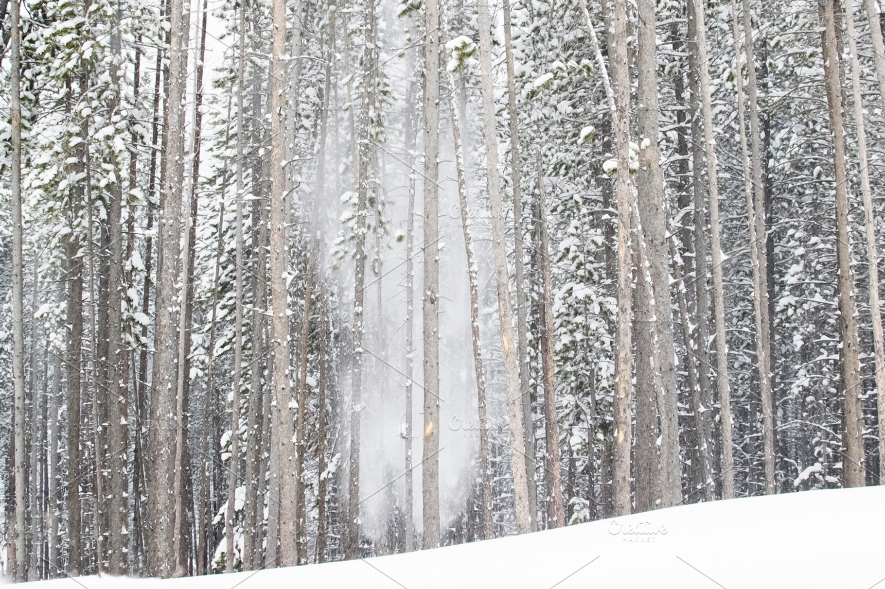Snow Falling from Tall Pines, a Nature Photo by Suzo Images