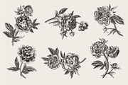Peonies. Vintage illustrations, an Illustration by olga.korneeva (Thumbnail 5 of 9)