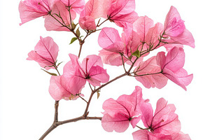 Pink bougainvillea flower branch on, a Food & Drink Photo by Pixeness Studio