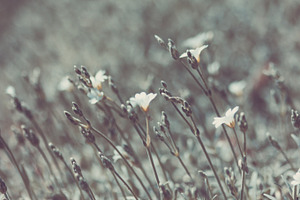 Silver Grass