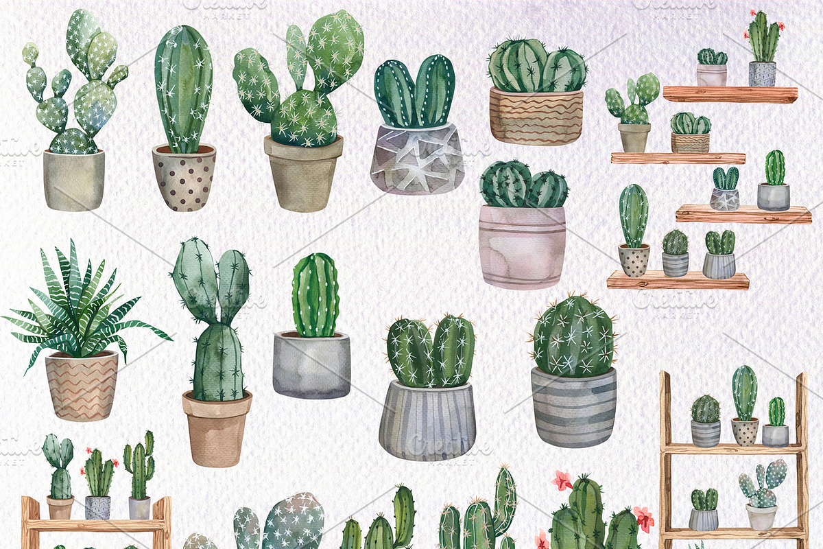 Watercolor Cactus Clipart PNG, an Object Illustration by PatternPalette (Photo 2 of 3)