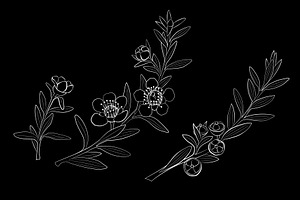 New Zealand Plants Vector Set