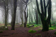 Magic woodland-SUMMER for Lightroom, an Action Add-On by khoroshkov (Thumbnail 3 of 5)