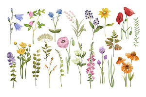 Watercolor Wild Flowers, Wild Field