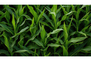 agriculture corn top view ai, a Nature Photo by pikepicture