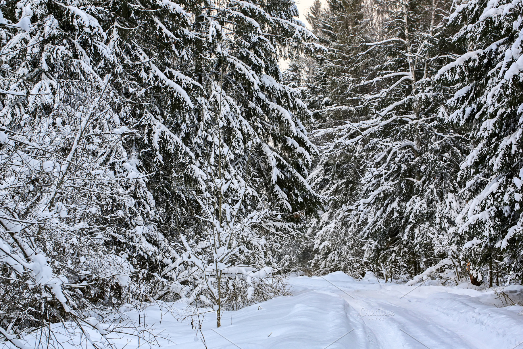Winter landscape with soft selective focus. Fir in the snowy forest., a Nature Photo by sabyna75