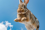 116 Flying animals, an Animal Photo by Handmadefont (Thumbnail 104 of 119)