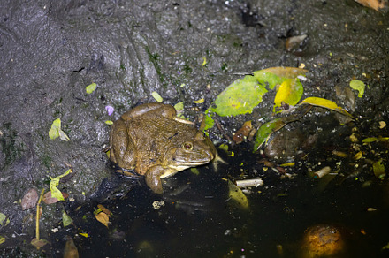 Natural frog in waste water canal, a Background Photo by Smith Chetanachan