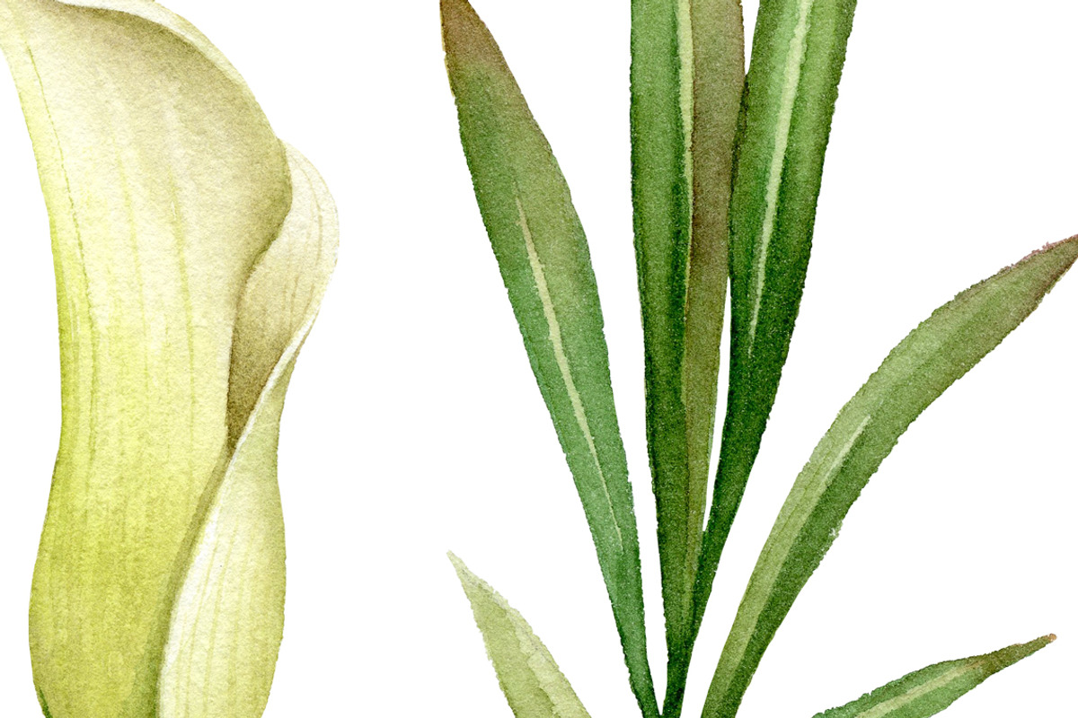 Calla Lily. Watercolor clipart PNG., an Illustration by Mary (Photo 3 of 3)