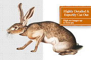 Vintage Animals Digital Collage Pack, an Object Graphic by Collage Supply Co (Thumbnail 3 of 3)