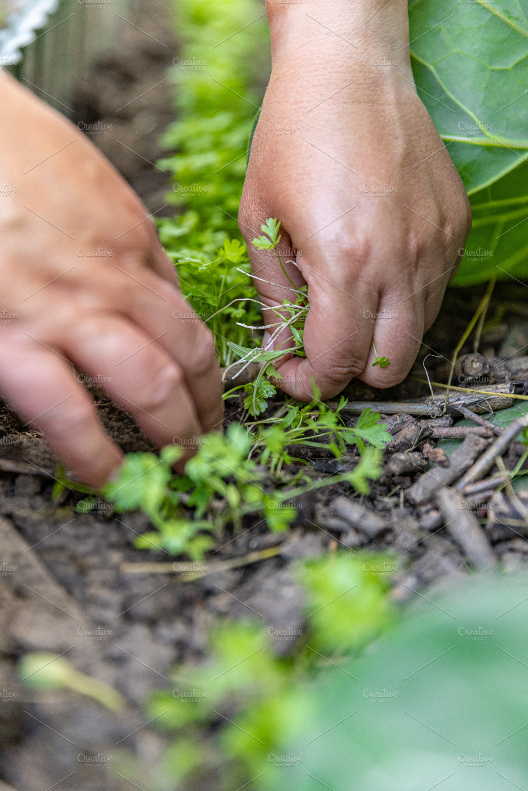 Farmer harvesting fresh parsley, a Photo by Grafvision photography