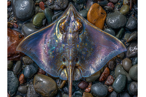 A lifeless skate ray fish and a, an Animal Photo by ZinetroN
