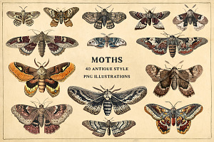 Moths - 40 Antique Style PNG Images