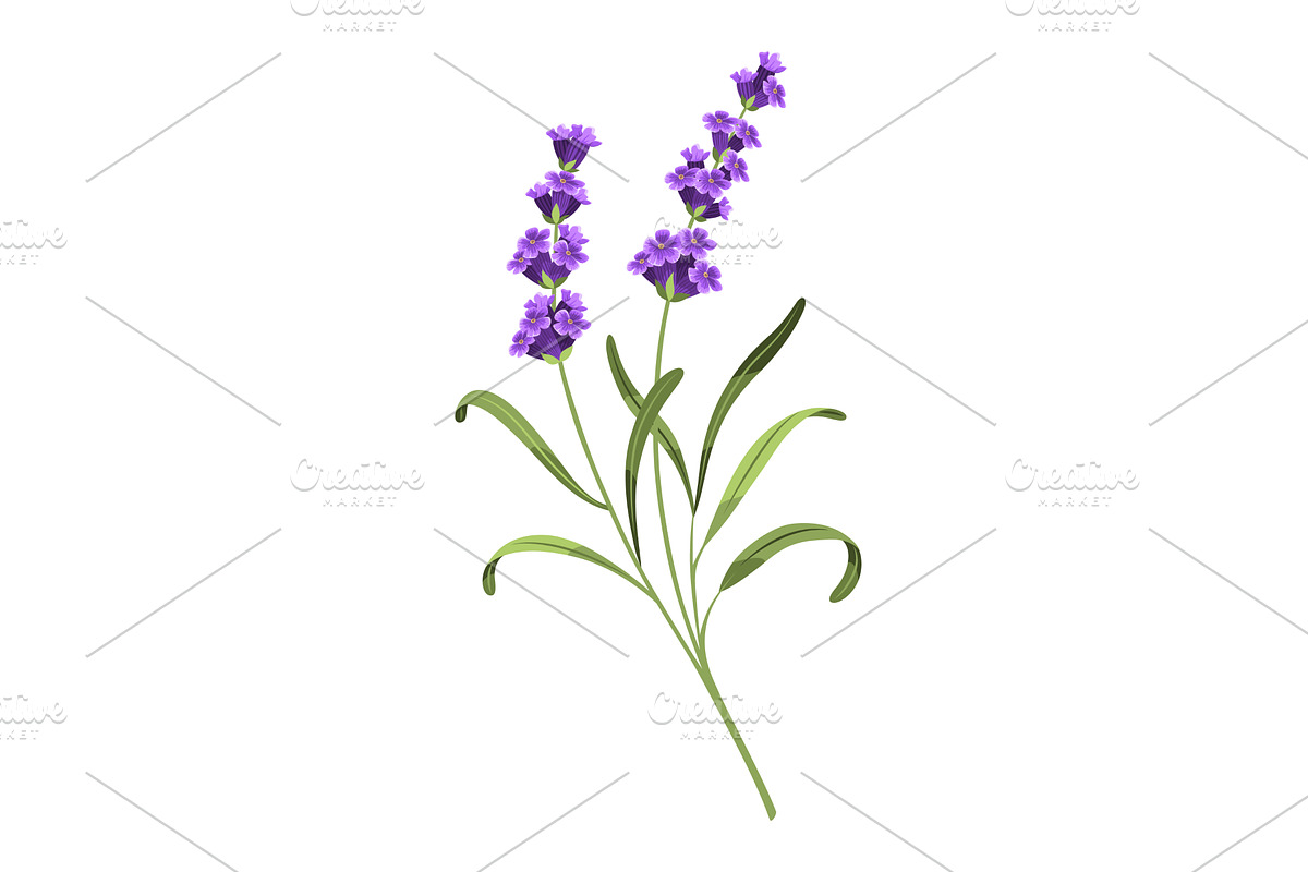 Lavender. Vector illustration of, an Object Illustration by the8monkey