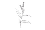 Redshank Wild Edible Plant Drawing, a Decorative Illustration by patrimonio (Thumbnail 1 of 3)