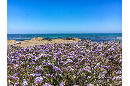 Limonium sinuatum winged, a Nature Photo by fotoliza