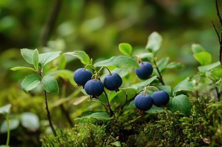 Wild bilberries thrive in lush fores, a Photo by Iftikhar Alam