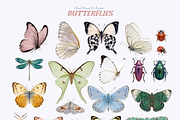 Butterflies Collection, an Object Graphic by Lana Elanor (Thumbnail 9 of 11)