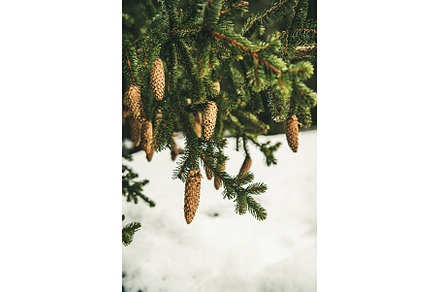 Fir tree branches with cones, a Nature Photo by Nature and travel